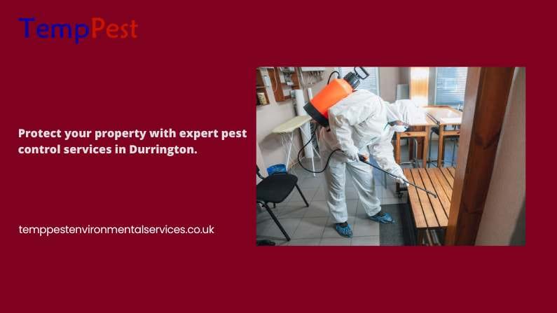 How Does a Pest Control Service Help Kill Cockroaches?