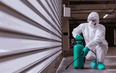 Common Signs of Pest Infestation: Things to Know