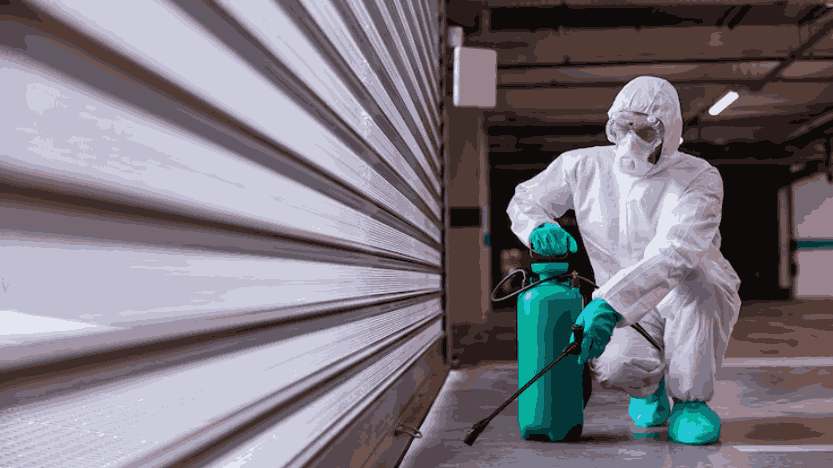 Common Signs of Pest Infestation: Things to Know